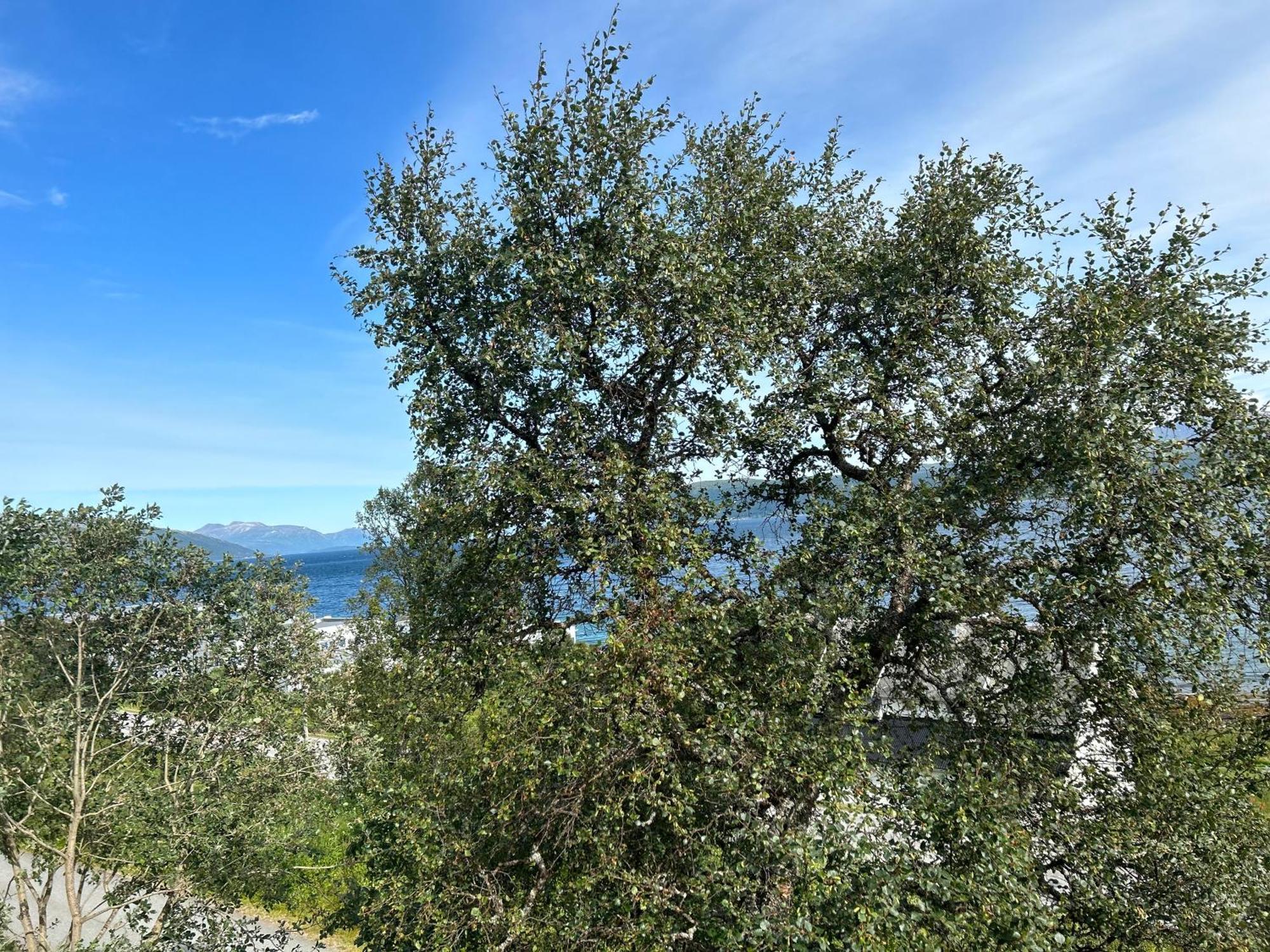 Apartment In Tromso With Sea And Mountain View Esterno foto